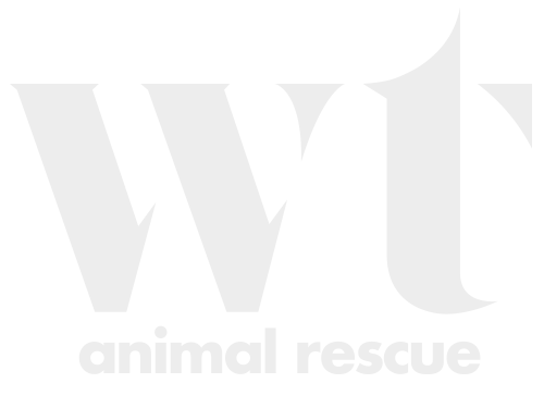 wolf-trap-logo-nodisc