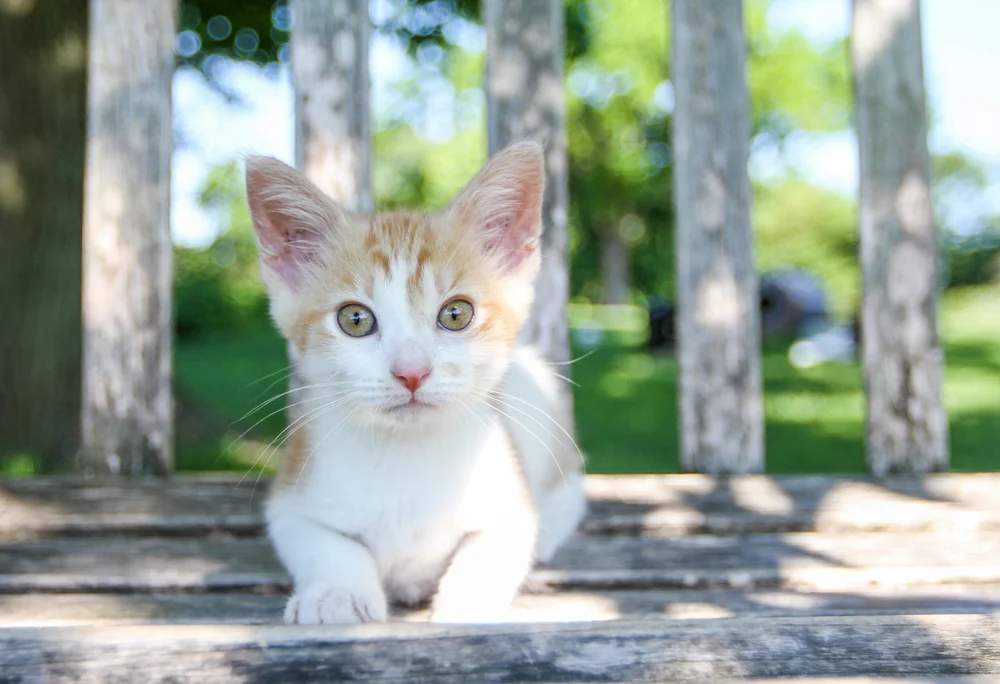 Carolina+Carhuaricra+-+IMG_2188